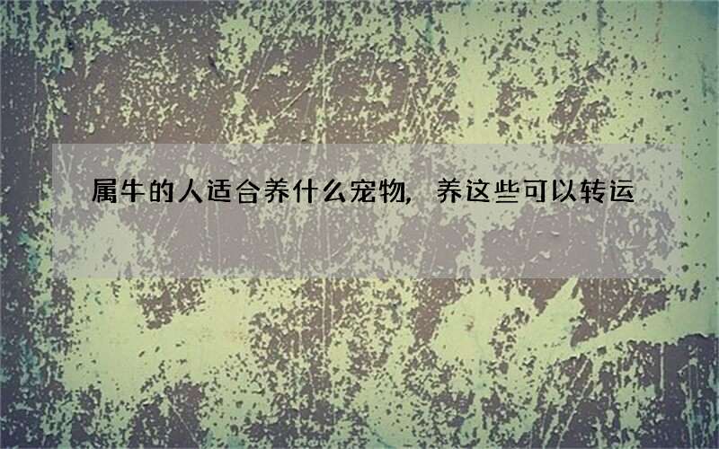 属牛的人适合养什么宠物,养这些可以转运