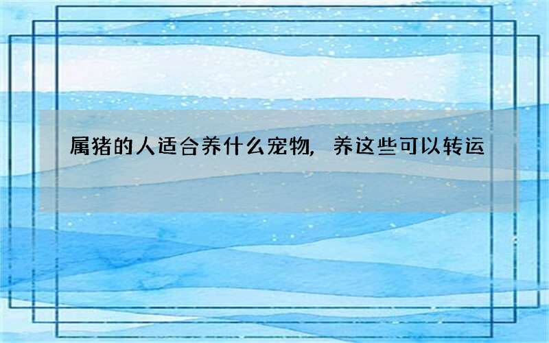 属猪的人适合养什么宠物,养这些可以转运