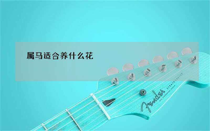 属马适合养什么花