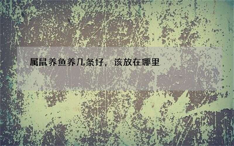 属鼠养鱼养几条好，该放在哪里