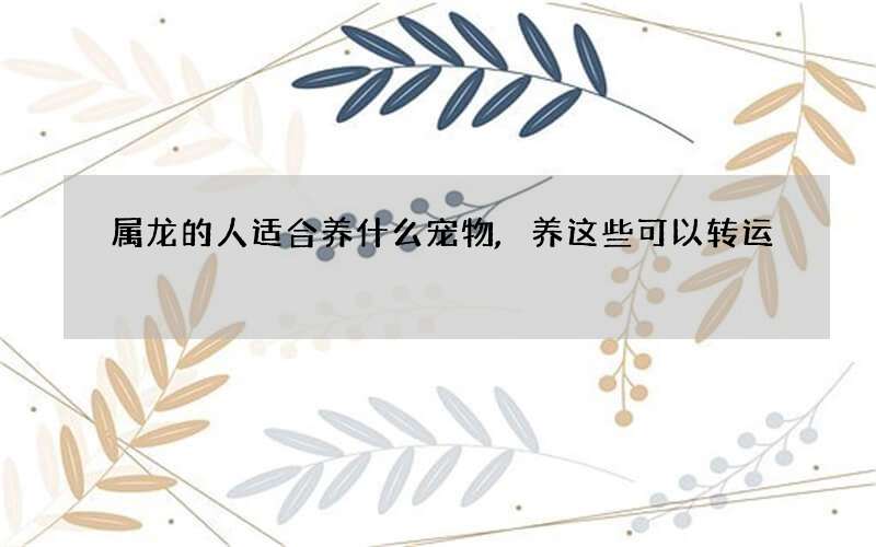 属龙的人适合养什么宠物,养这些可以转运