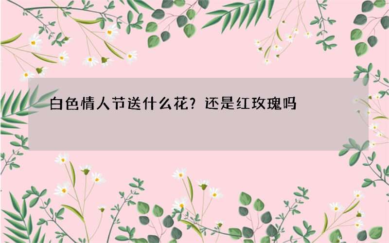 白色情人节送什么花？还是红玫瑰吗