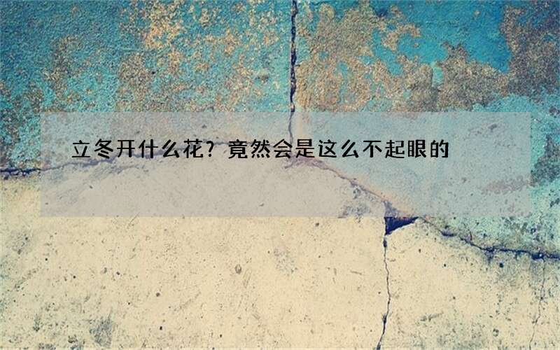 立冬开什么花？竟然会是这么不起眼的