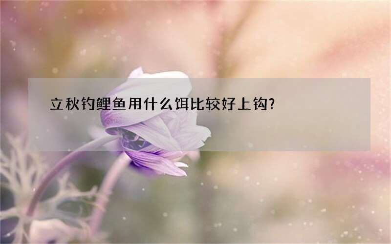 立秋钓鲤鱼用什么饵比较好上钩？