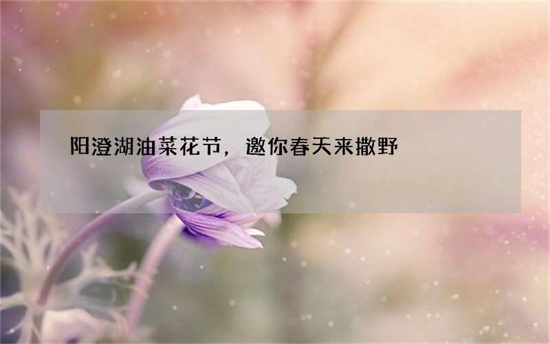 阳澄湖油菜花节，邀你春天来撒野