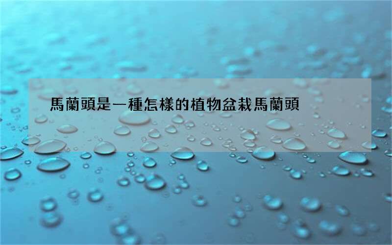 馬蘭頭是一種怎樣的植物 盆栽馬蘭頭