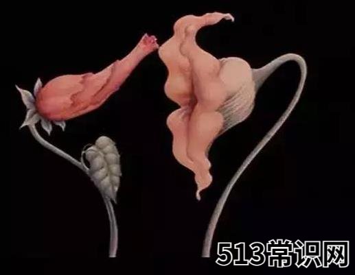 女生说3%是什么意思什么梗 百分之三的污内涵意思