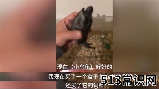 沒有感情的廣東人是什么意思什么梗 廣東人燉烏龜?shù)暮x