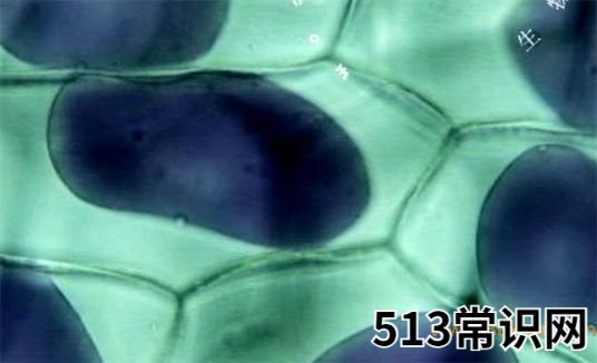 质壁分离是什么意思什么梗,质壁分离的含义
