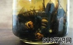 虎头蜂酒的功效有哪些（虎头蜂泡酒的功效！）
