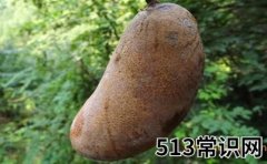 八月瓜的功效与作用有哪些？不知道的进来看看