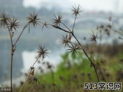 鬼针草的功效及禁忌，建议收藏