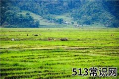 农村赚钱项目（农村挣钱好项目有哪些？）
