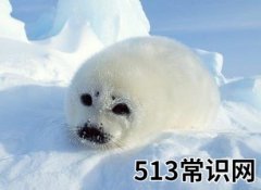 3月1日是什么节日？国际海豹日是几月几日