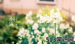 收获的前奏——二十四节气之小满