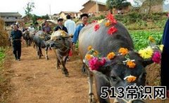你听说过牛魂节吗？