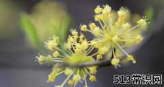 重阳节为什么要佩插茱萸呢？