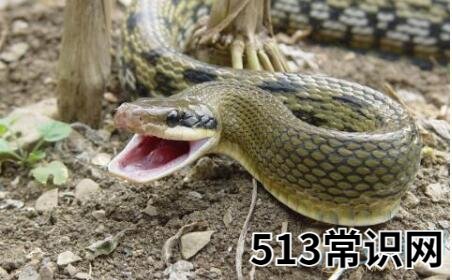 图文 梦见家人被蛇咬