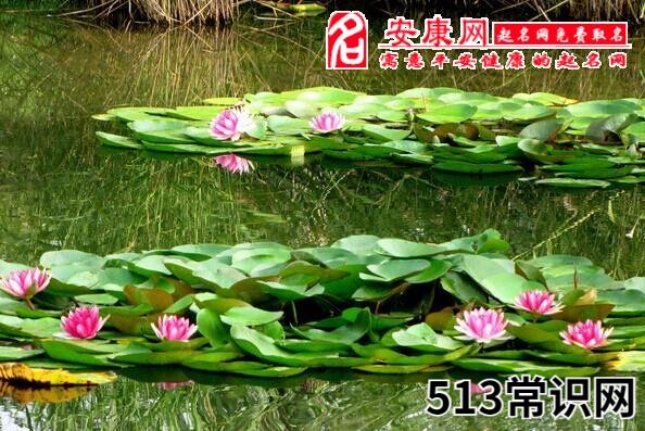梦见水塘意味什么