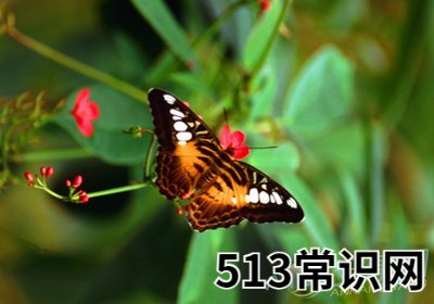 孕妇梦见蝴蝶