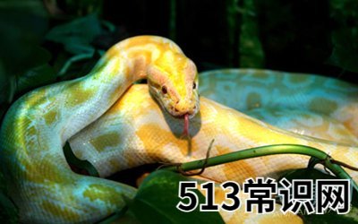 梦见黄金蟒