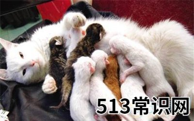 梦见猫生小猫