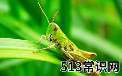 梦见蚂蚱