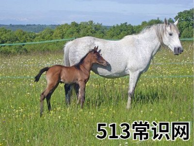 梦见小马驹