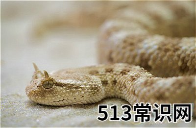 梦见金色蟒蛇