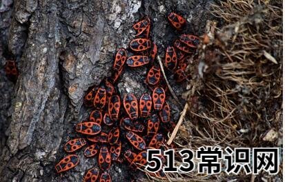 梦见全身都是虫子
