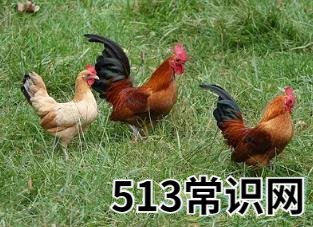 正確解讀夢(mèng)見(jiàn)雞叫聲的象征意義