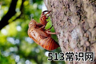 做夢(mèng)夢(mèng)見金蟬脫殼好不好