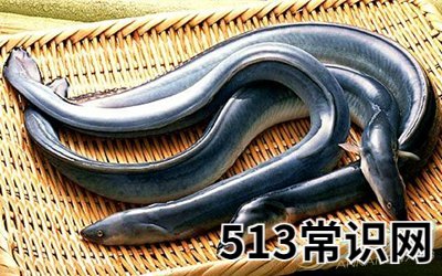 梦见鳗鱼好不好