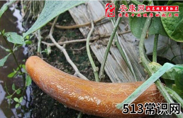 梦见老黄瓜
