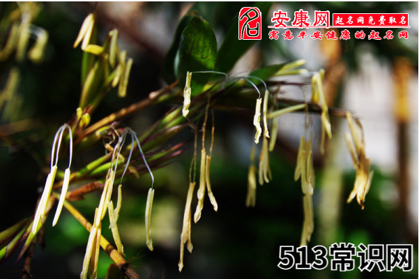 梦见竹子开花
