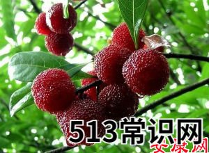 梦见杨梅