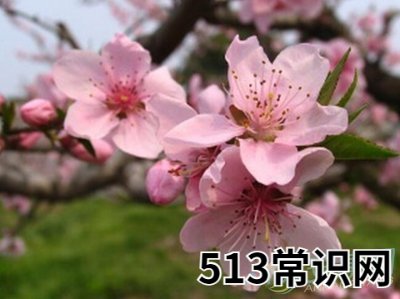 梦境解析-孕妇梦见桃花开代表着什么?