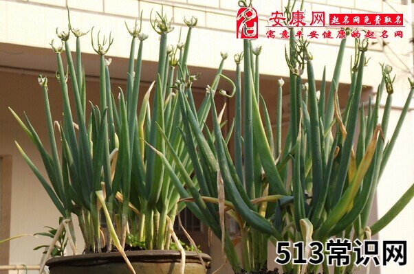 梦见院子里长葱