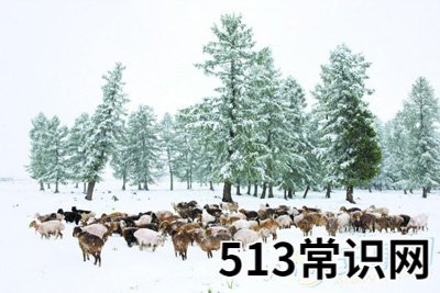 周公解梦梦见六月下雪的含义