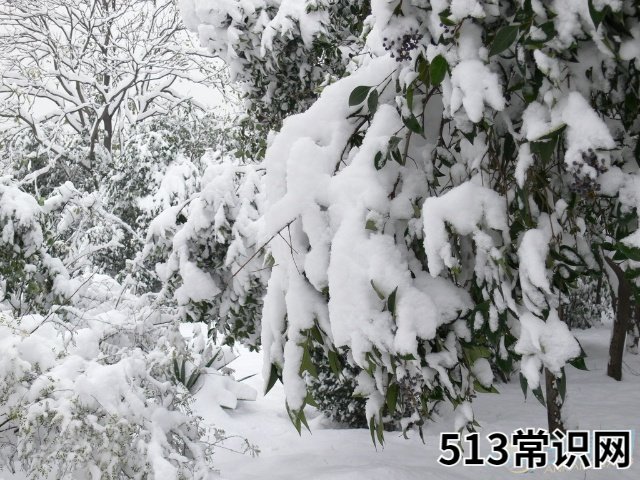 梦见下大雪