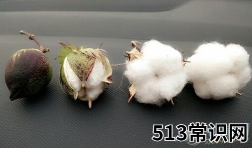 周公解梦女人梦见棉花