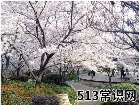 梦见樱花