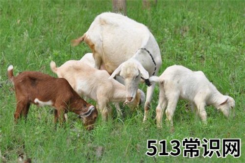 图文 1967年属羊女性2021年运势 67年54岁属羊人2021年每月运势