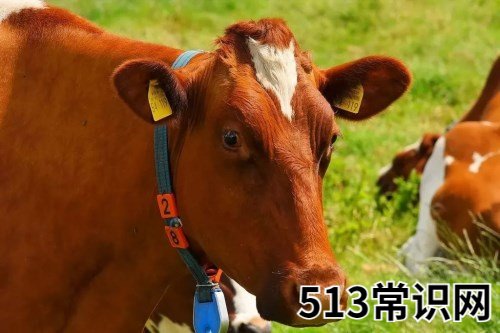 图文 2021年属牛本命年运势如何 2021牛年本命年运气好不好