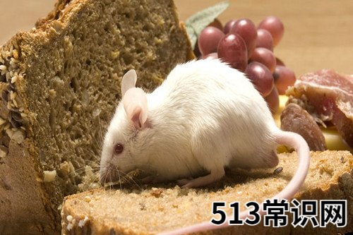 图文 属鼠男晚婚会娶哪个生肖女