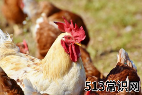 图文 苦命鸡几月出生