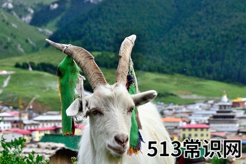 图文 苦命羊几月出生