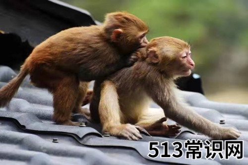 图文 属猴男晚婚会娶哪个生肖女
