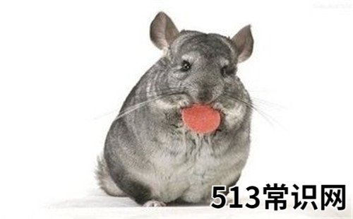 属鼠的五行属什么