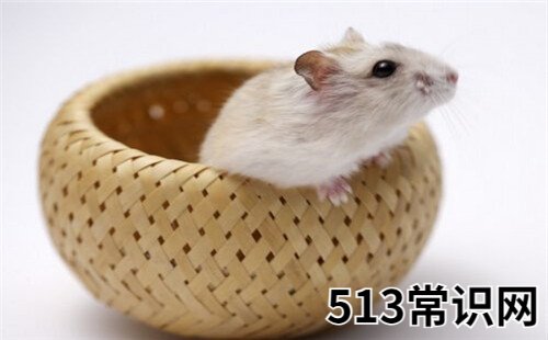 属鼠人永远最旺颜色